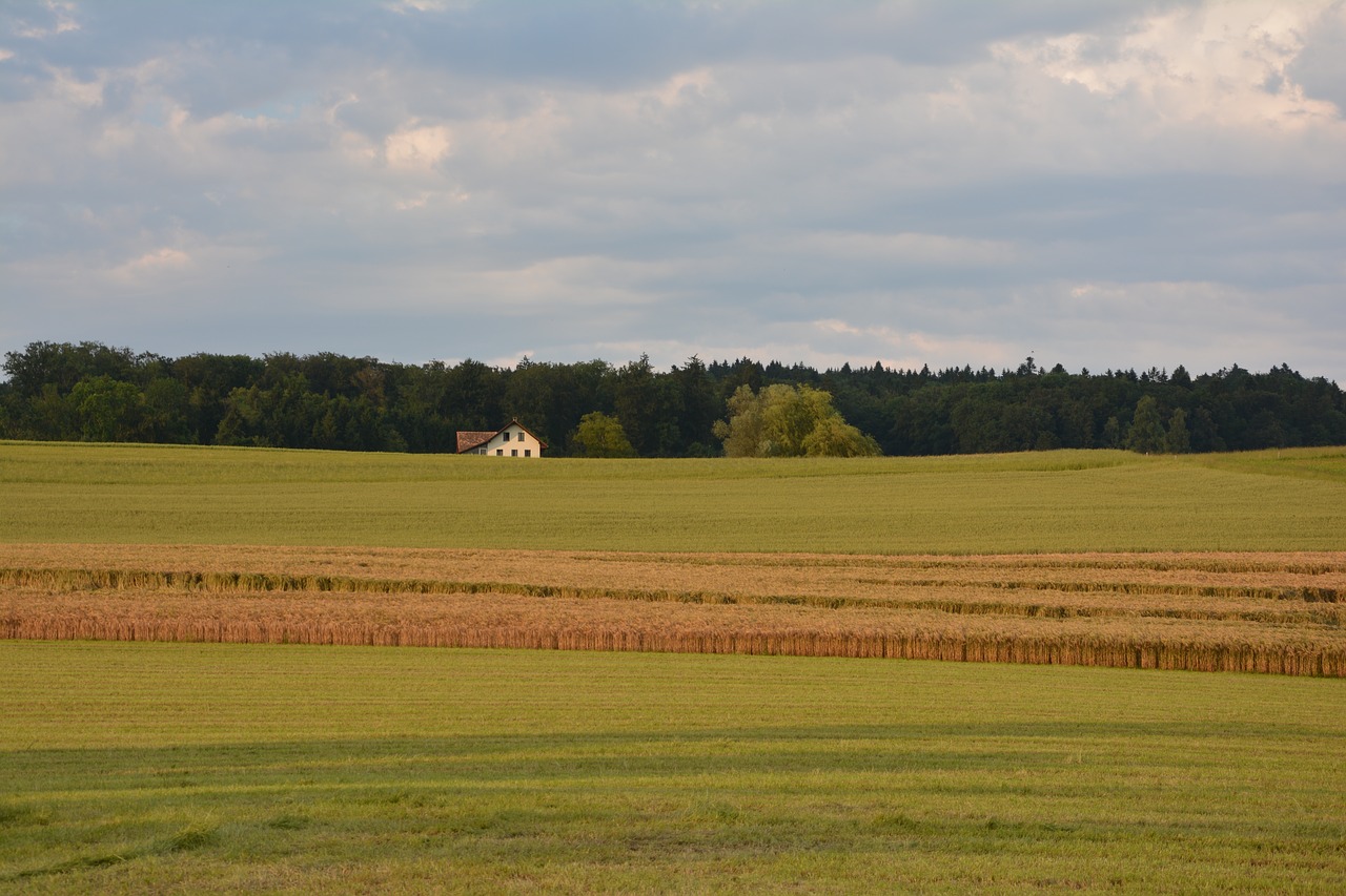 trees field nature free photo