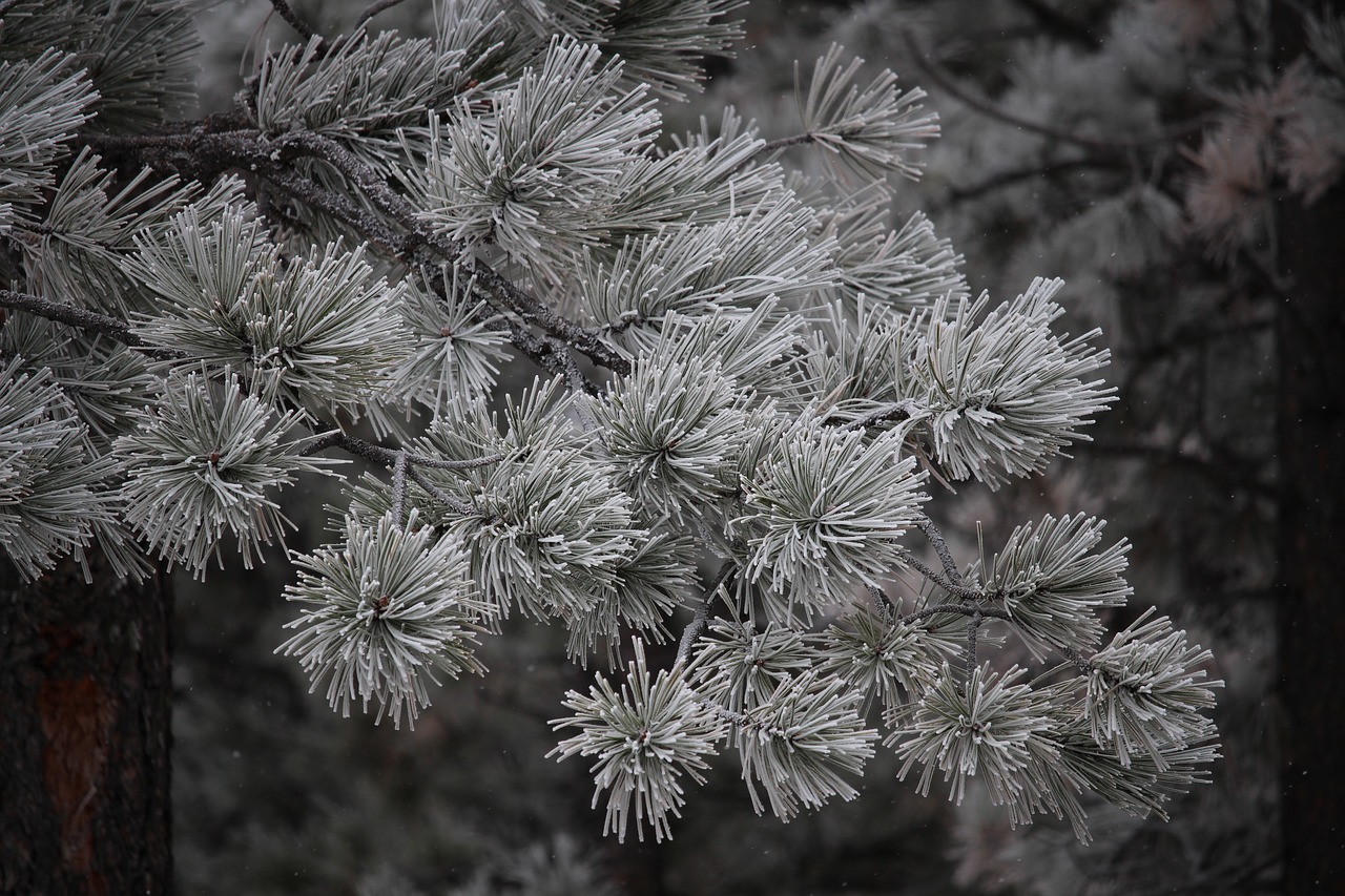 trees winter snow free photo