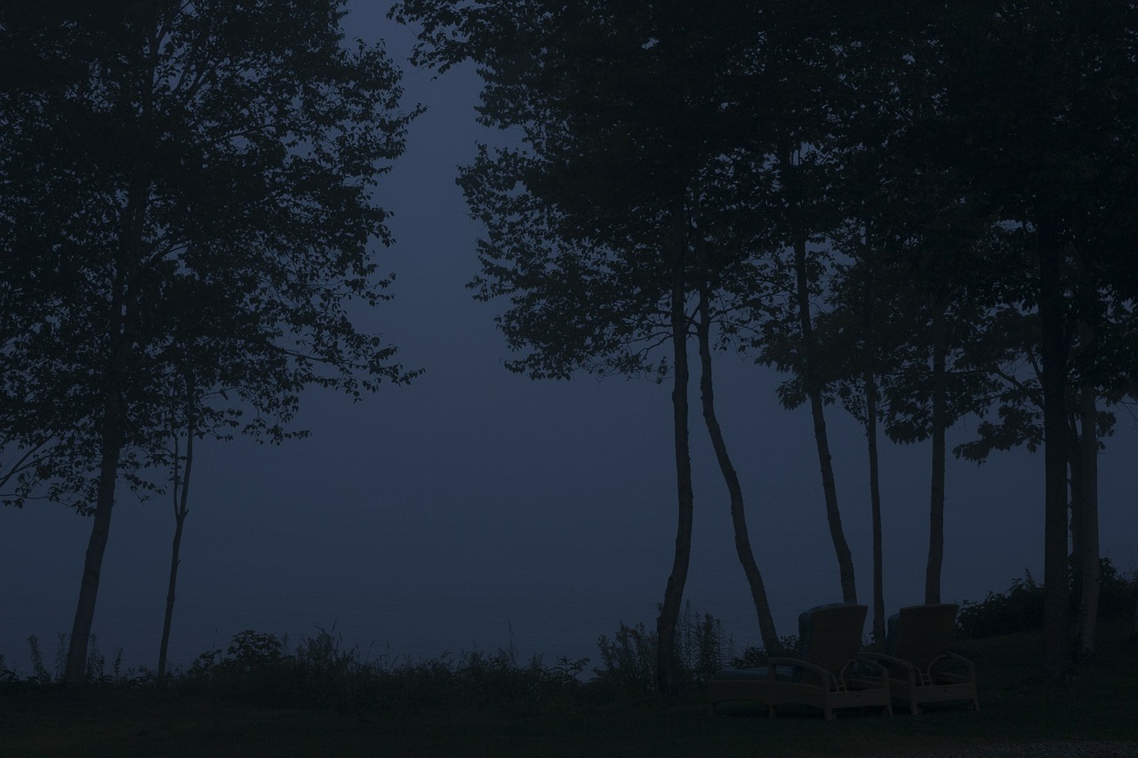 trees night silhouette free photo