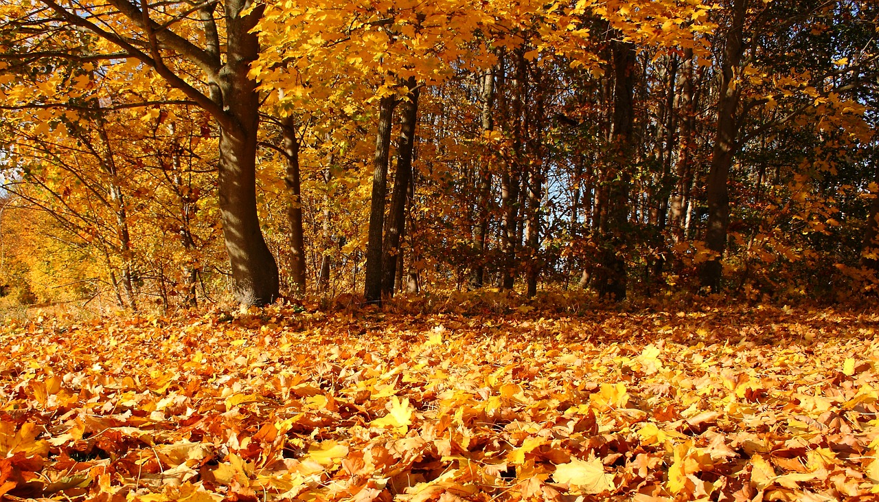 trees forest leaves free photo