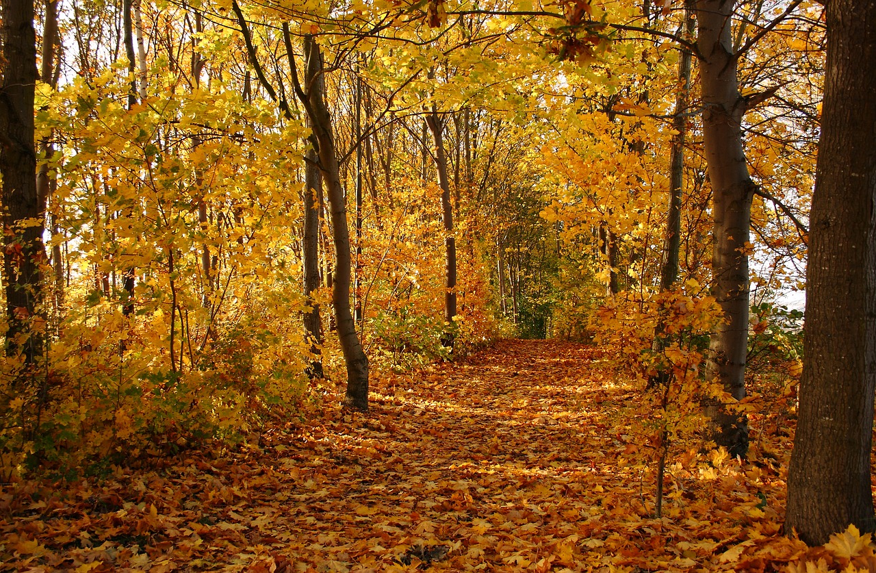 trees forest leaves free photo