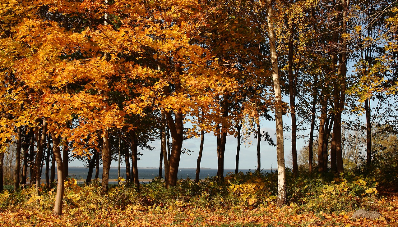 trees forest leaves free photo