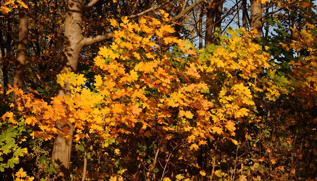 trees forest leaves free photo