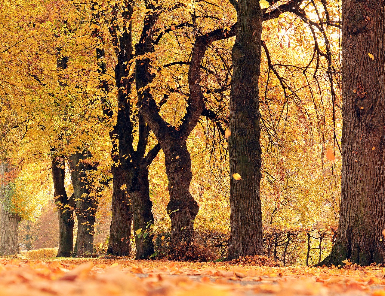 trees avenue autumn free photo