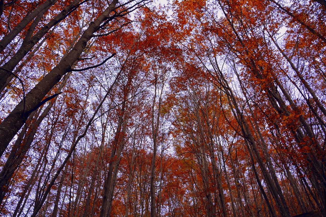 trees forest autumn free photo