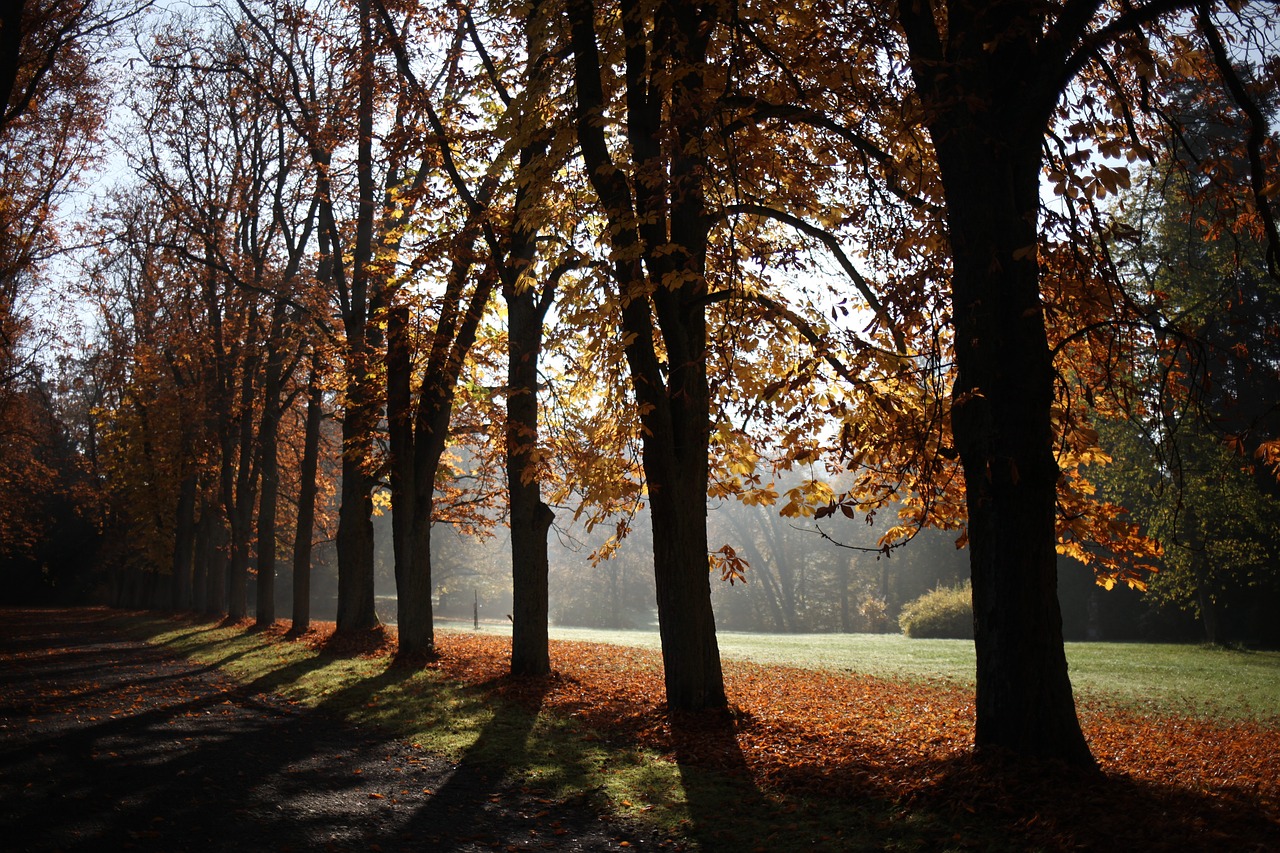 trees autumn avenue free photo