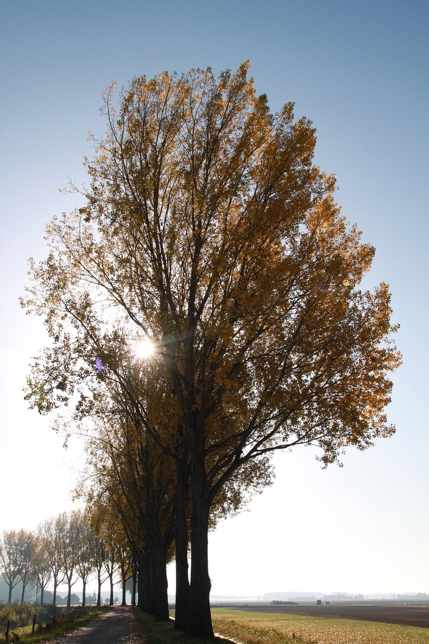 trees sun nature free photo