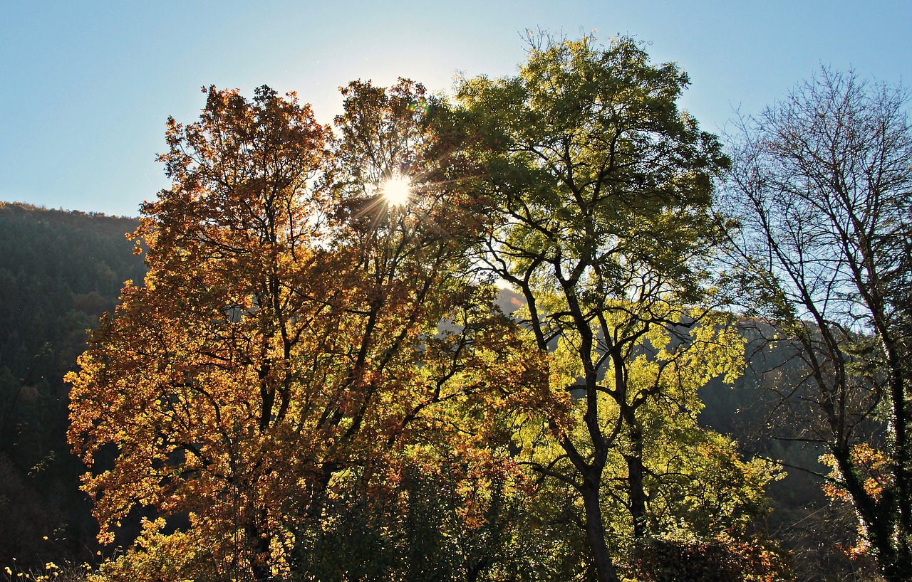 trees autumn mood free photo