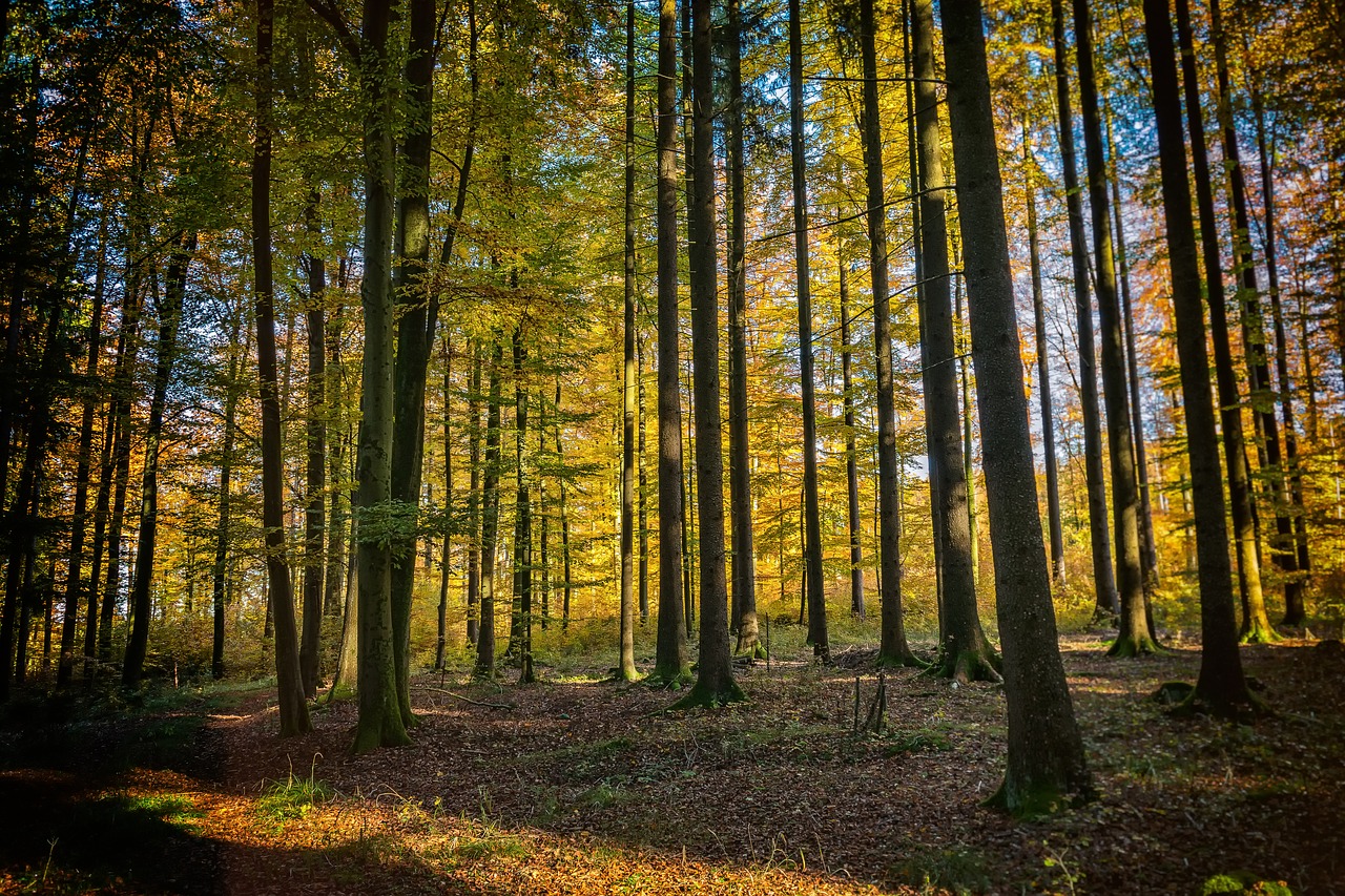 trees forest nature free photo