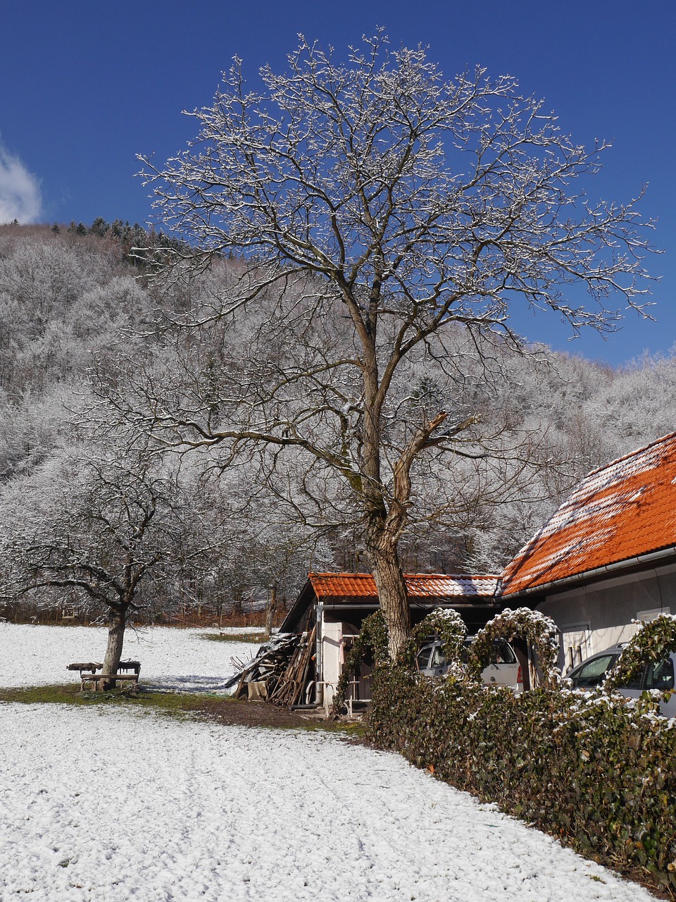 trees snow winter free photo