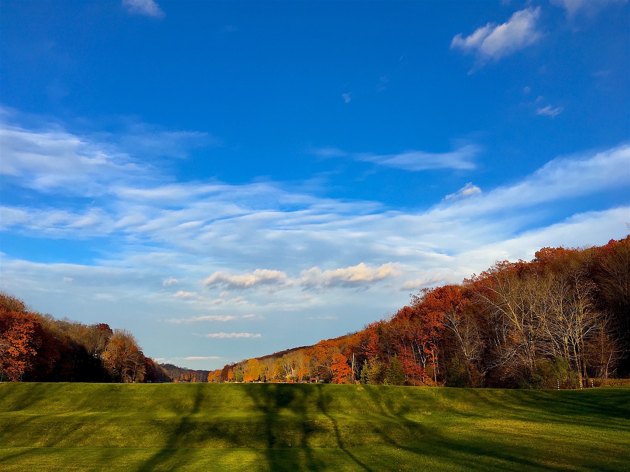 trees field foliage free photo