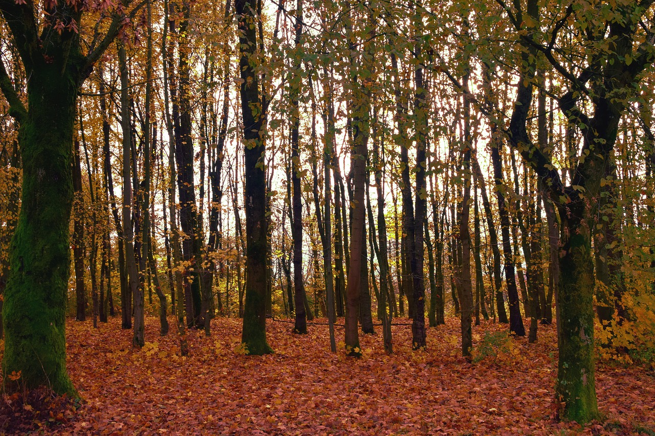 trees forest autumn free photo