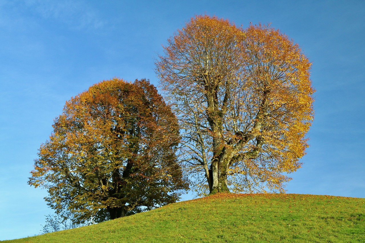 trees autumn fall foliage free photo