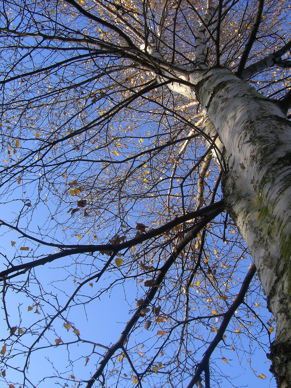 trees autumn sunrise free photo