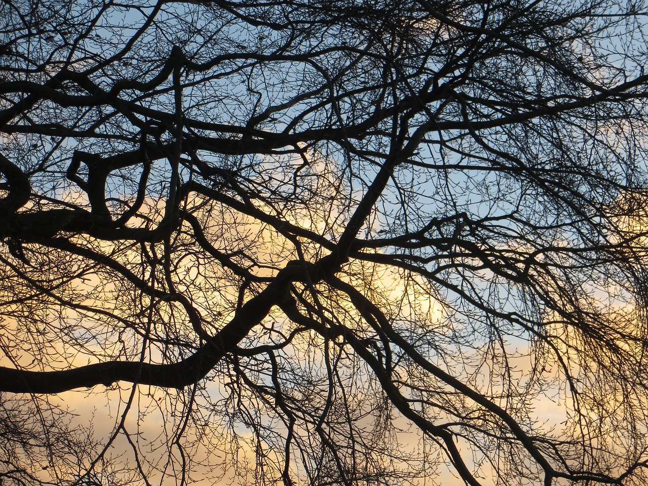 trees autumn sunrise free photo