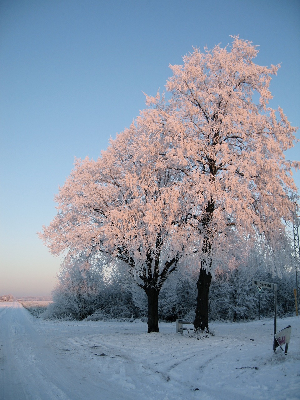 trees snow wintry free photo