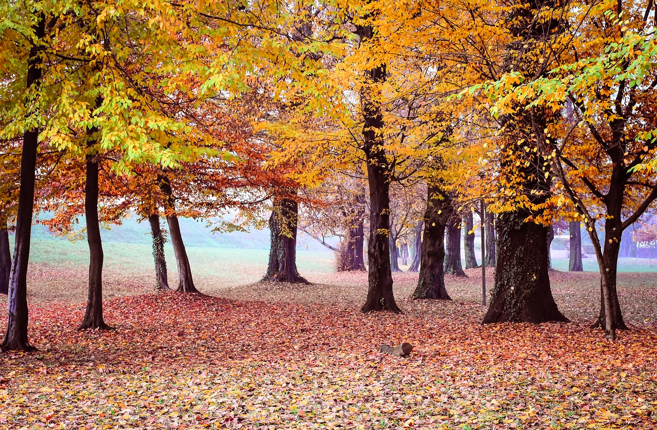 trees autumn yellow free photo