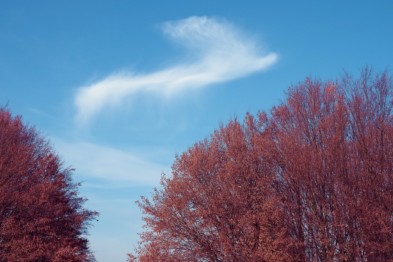 trees forest nature free photo