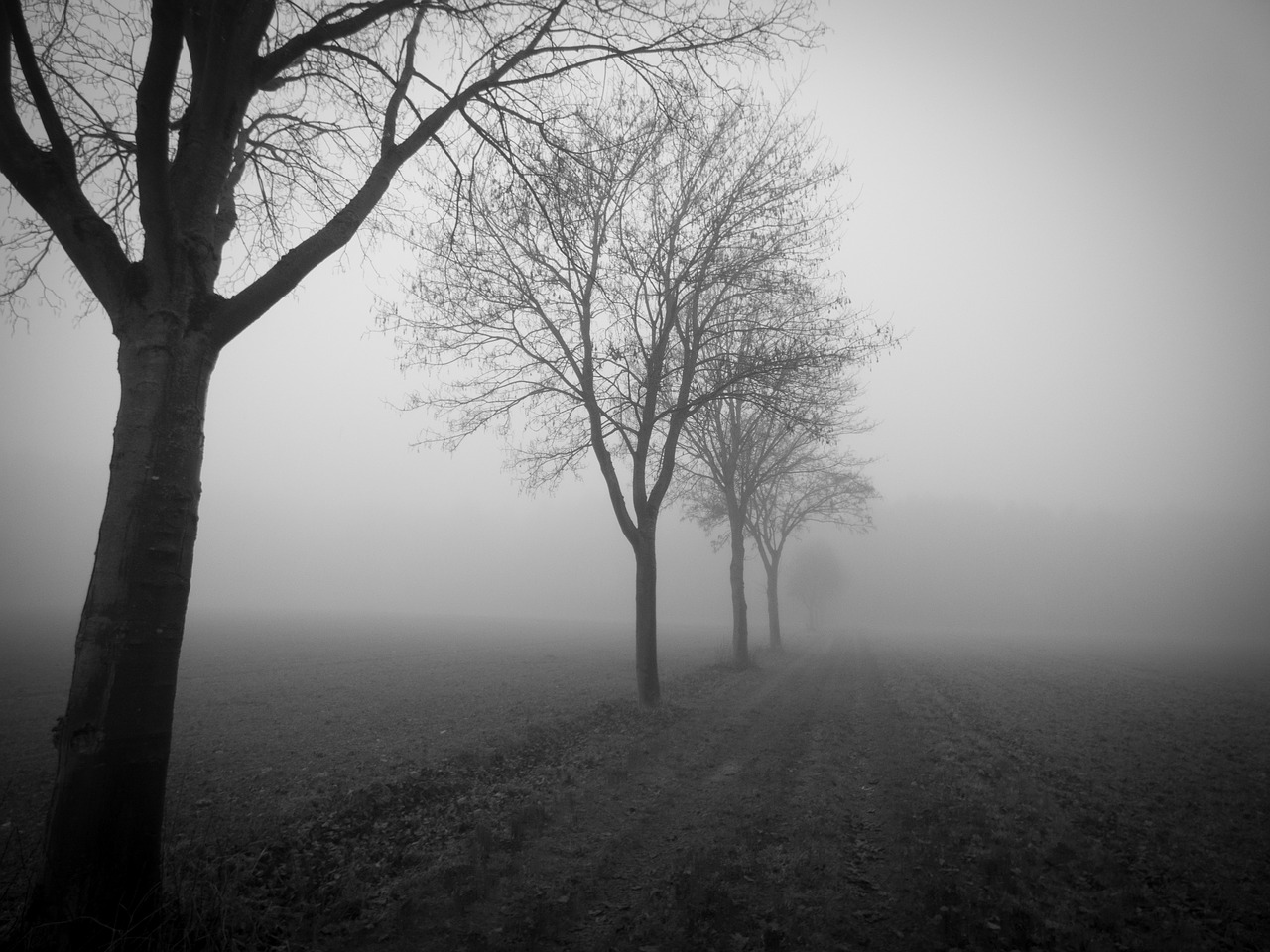 trees fog field free photo