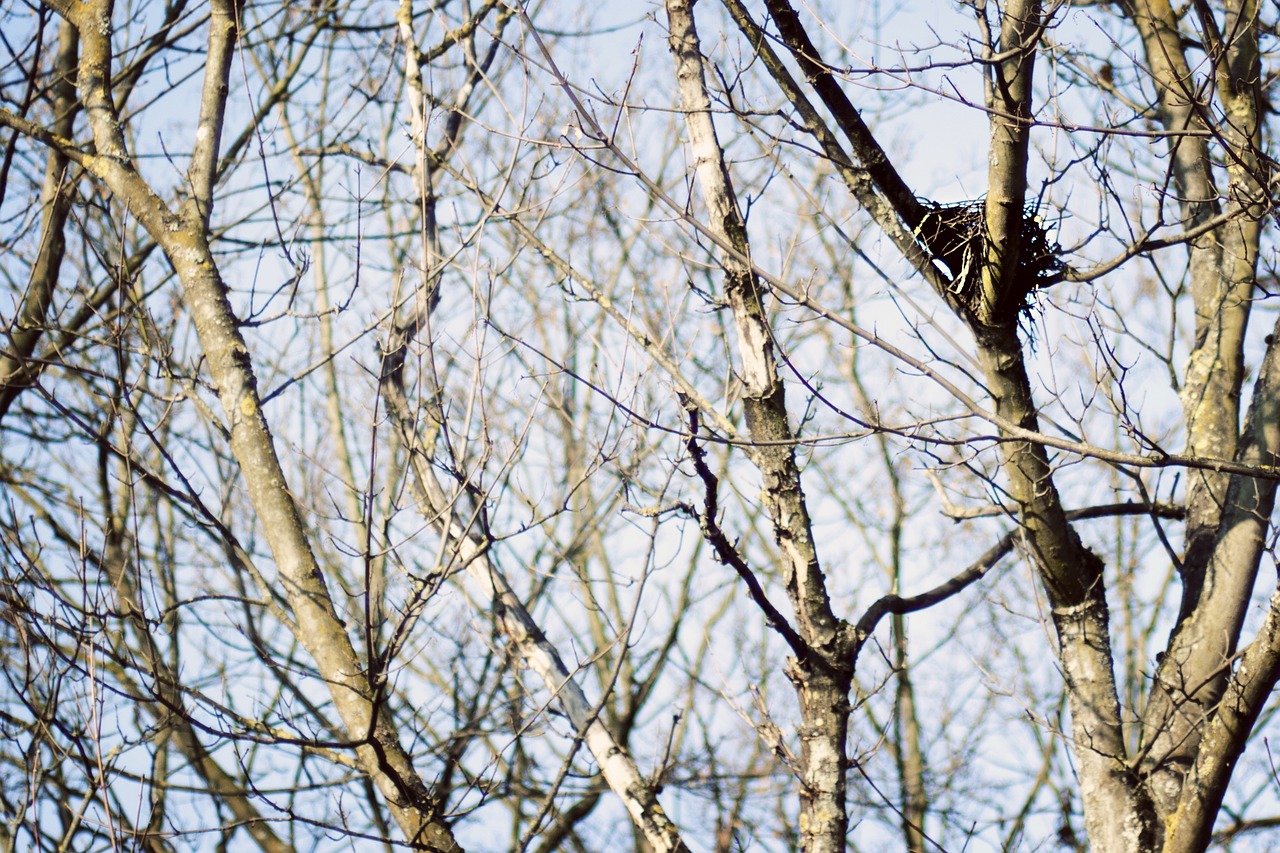 trees autumn sky free photo