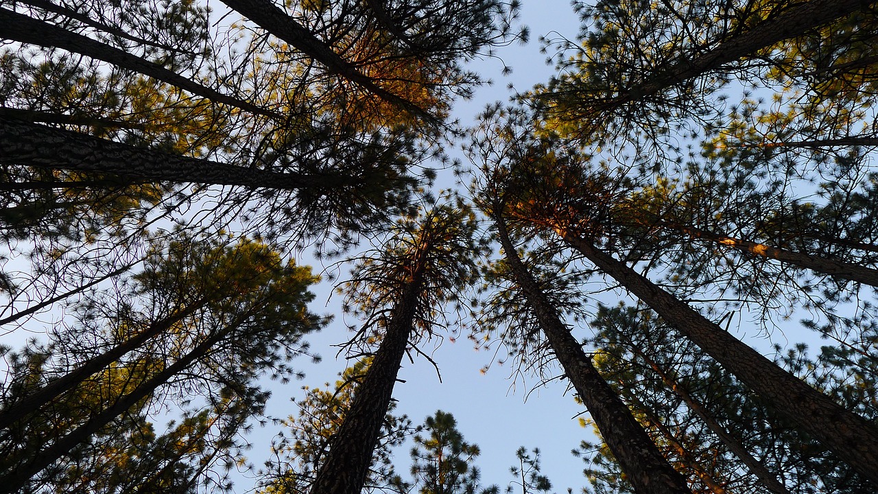 trees pine trees sky free photo