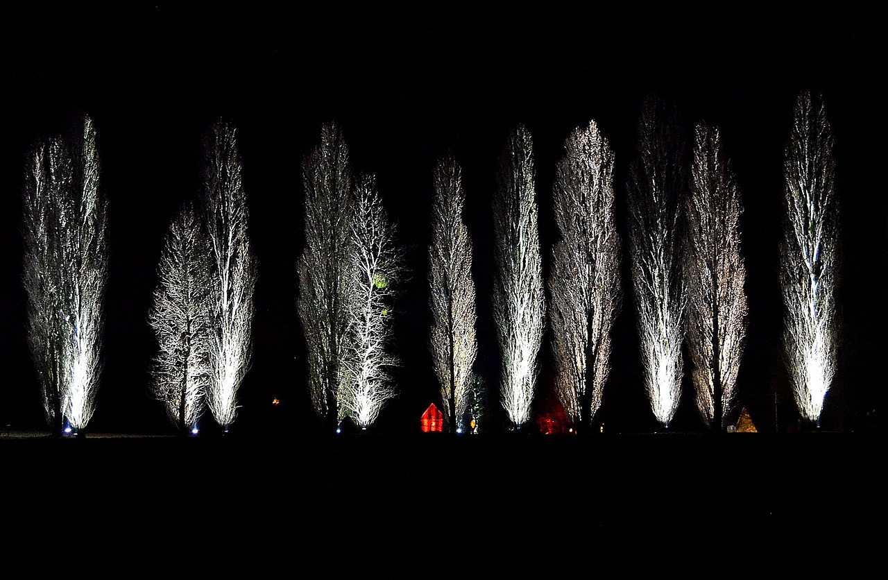 trees moon lighting free photo