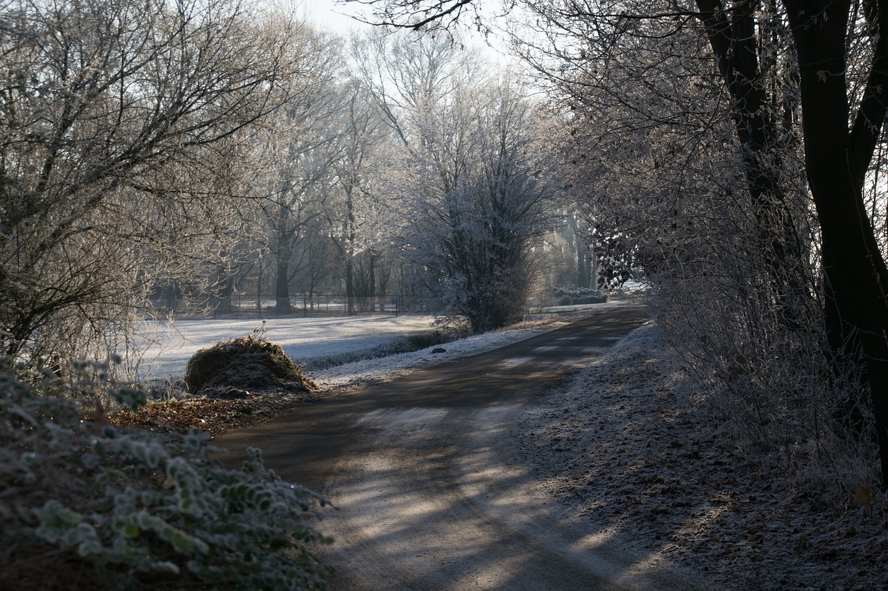 trees winter snow free photo