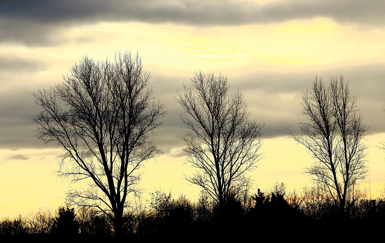 trees sky grey free photo