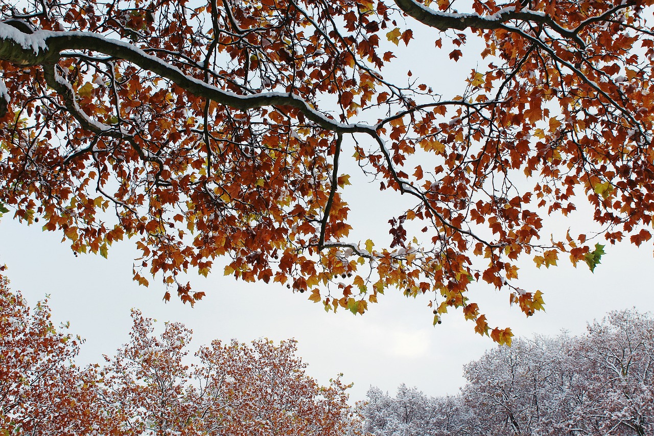 trees autumn winter free photo