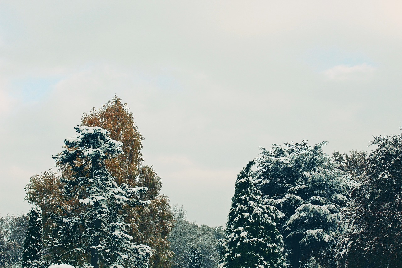 trees autumn winter free photo