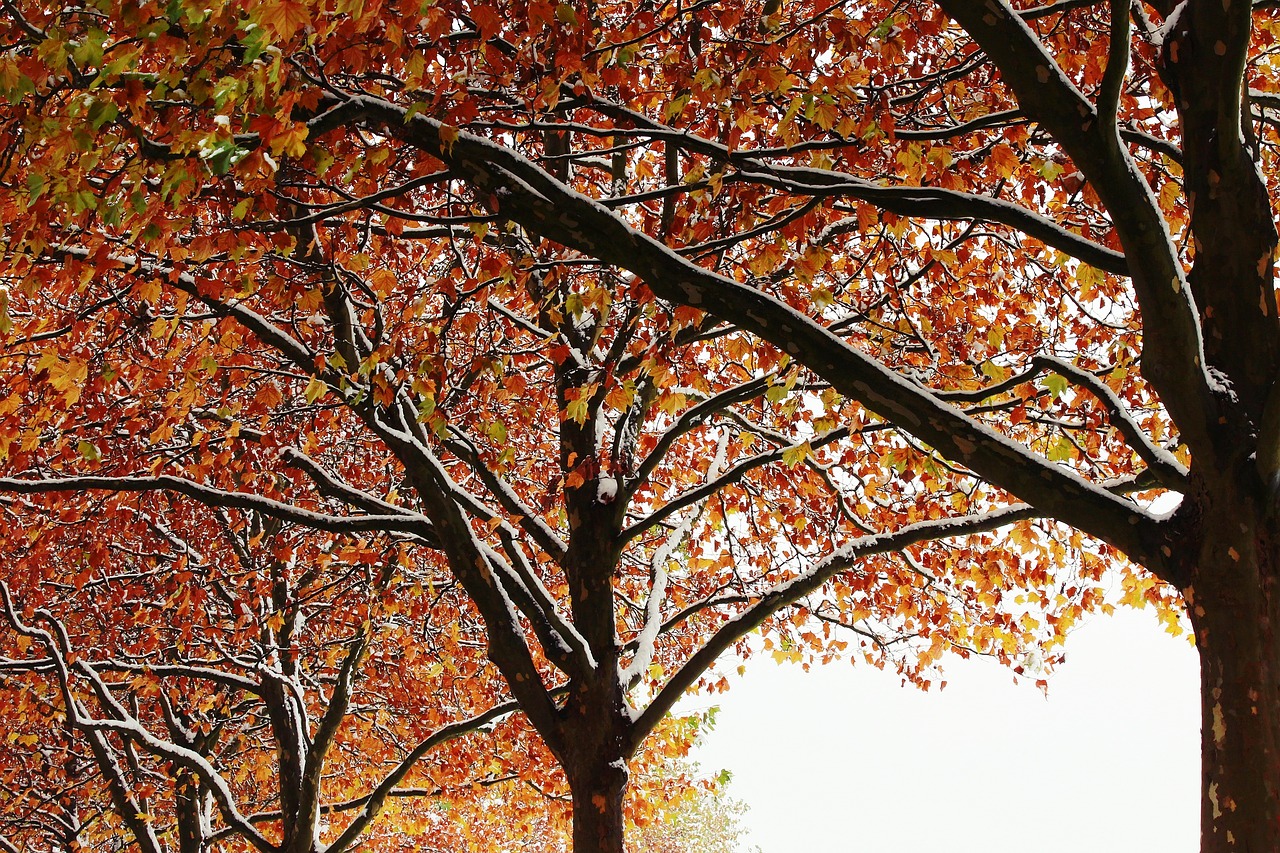 trees autumn winter free photo