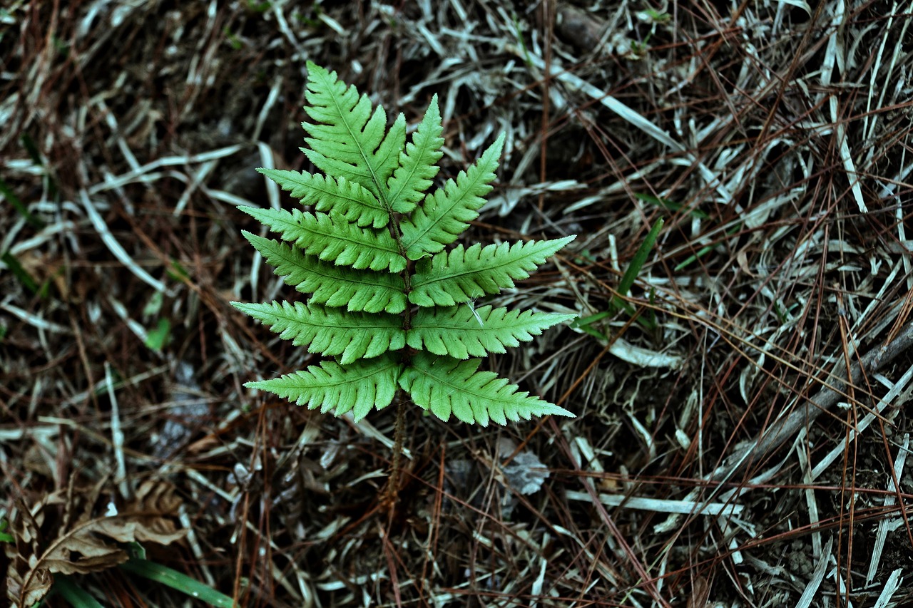 trees wild green free photo