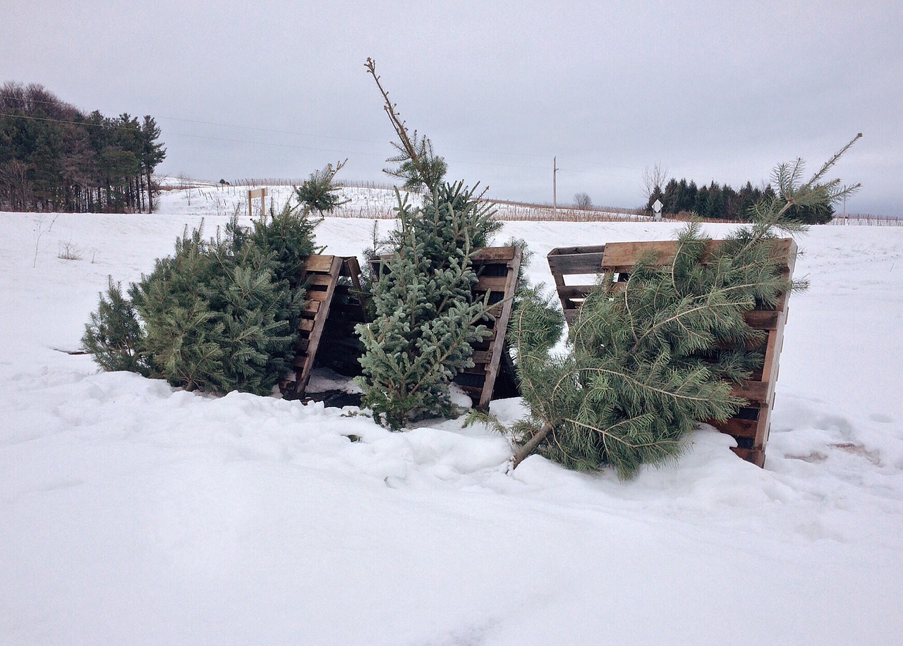 trees evergreen christmas tree free photo