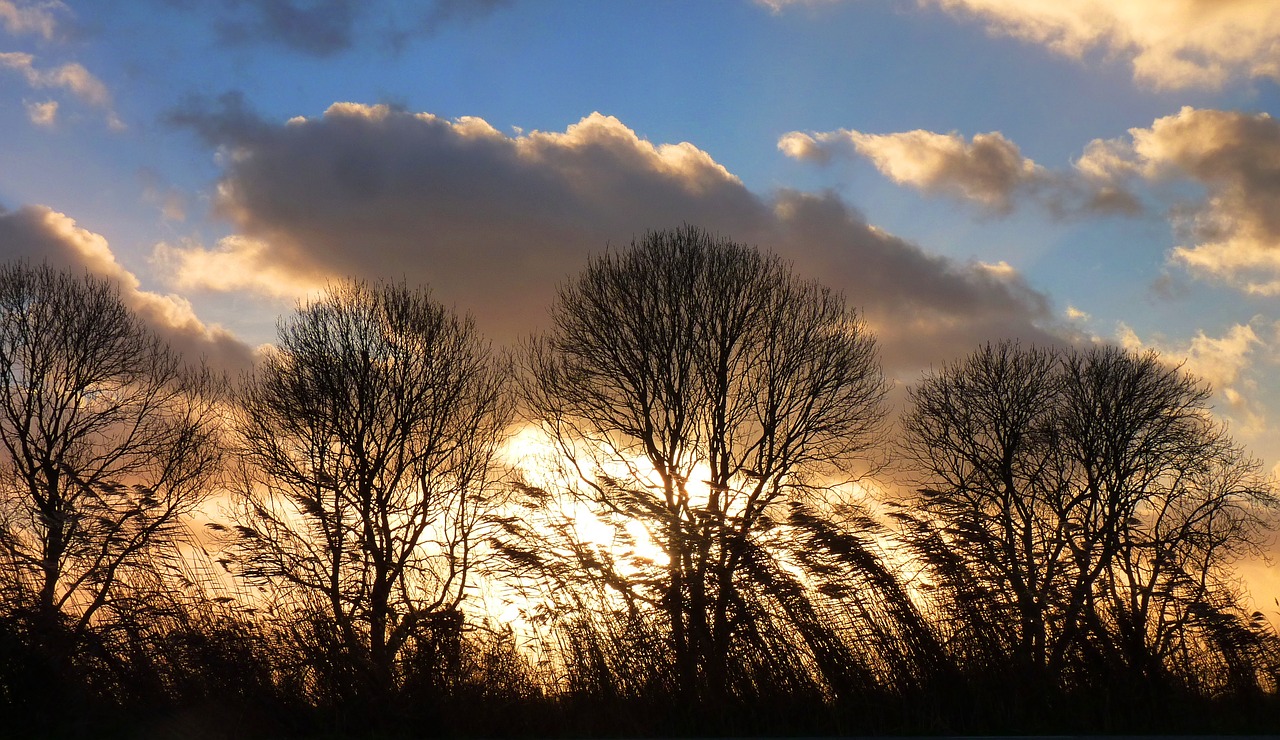 trees clouds sunset free photo