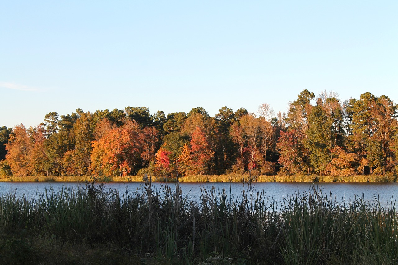 trees tree line autumn free photo