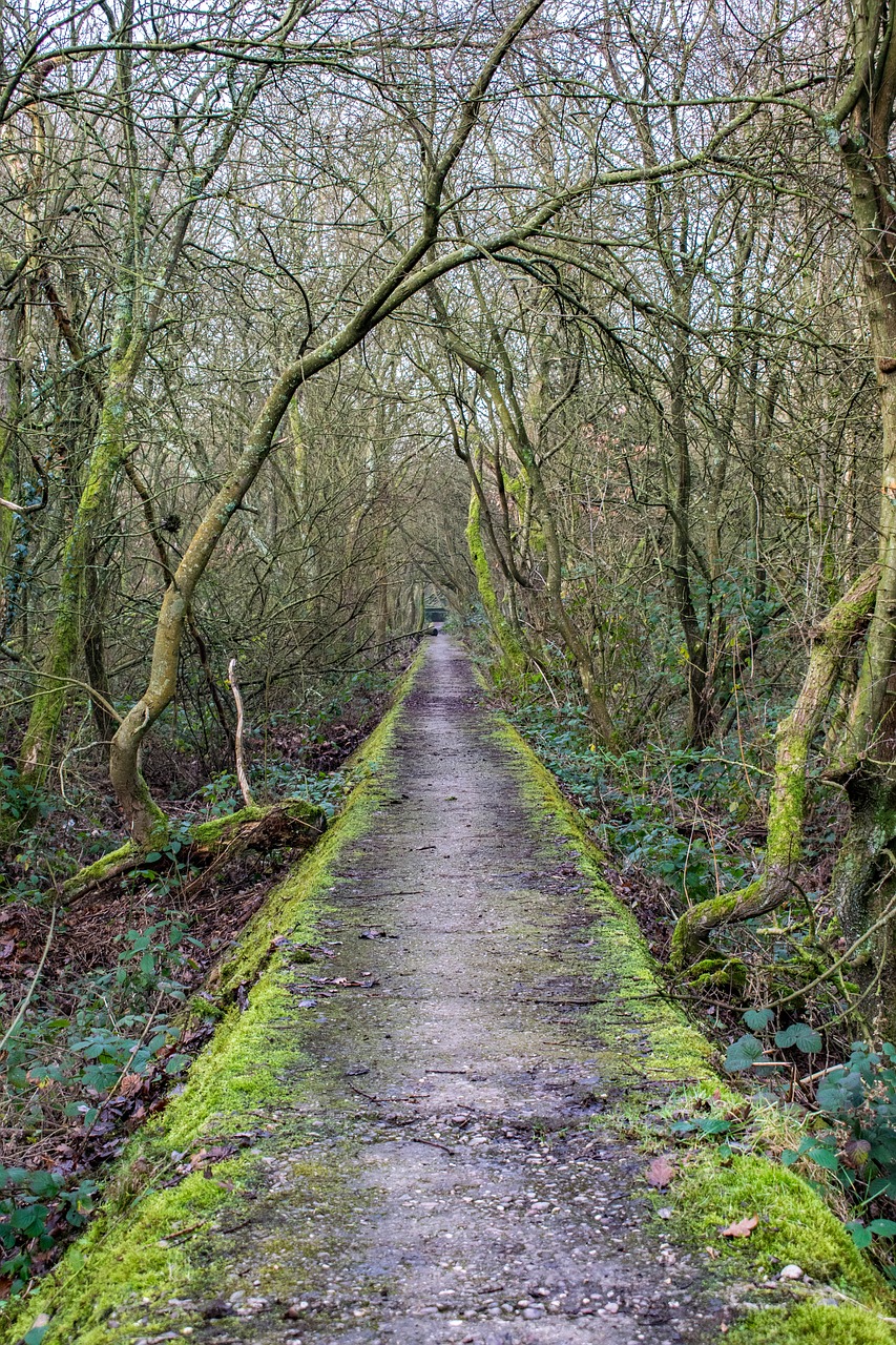 trees wall wood free photo