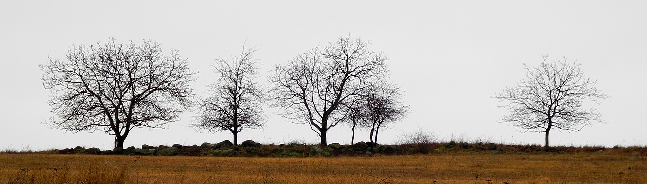 trees silhouettes horizon free photo