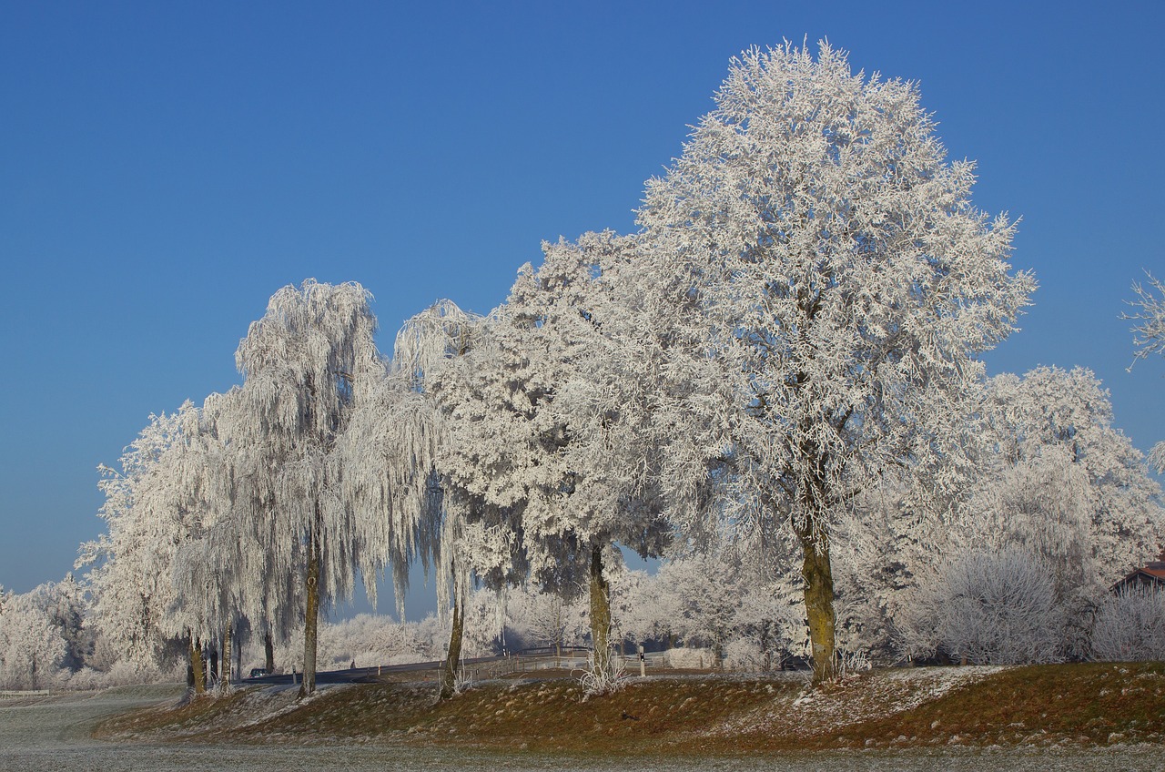 trees winter frost free photo