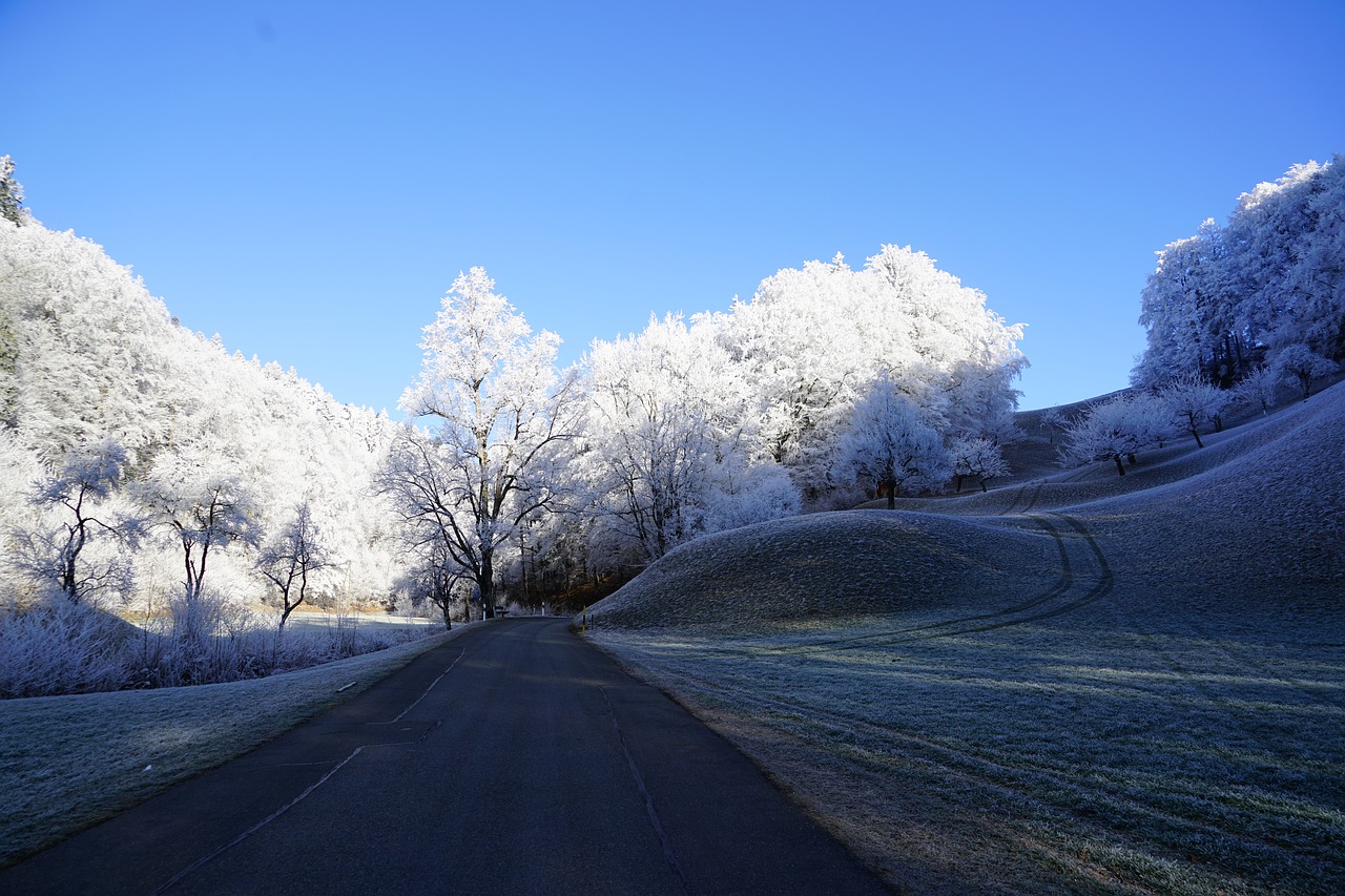 trees road wintry free photo