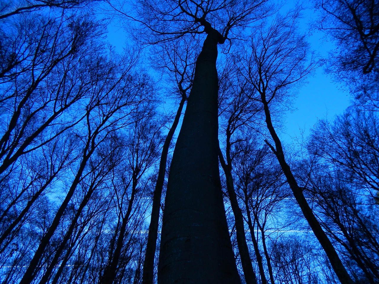 trees sky nature free photo