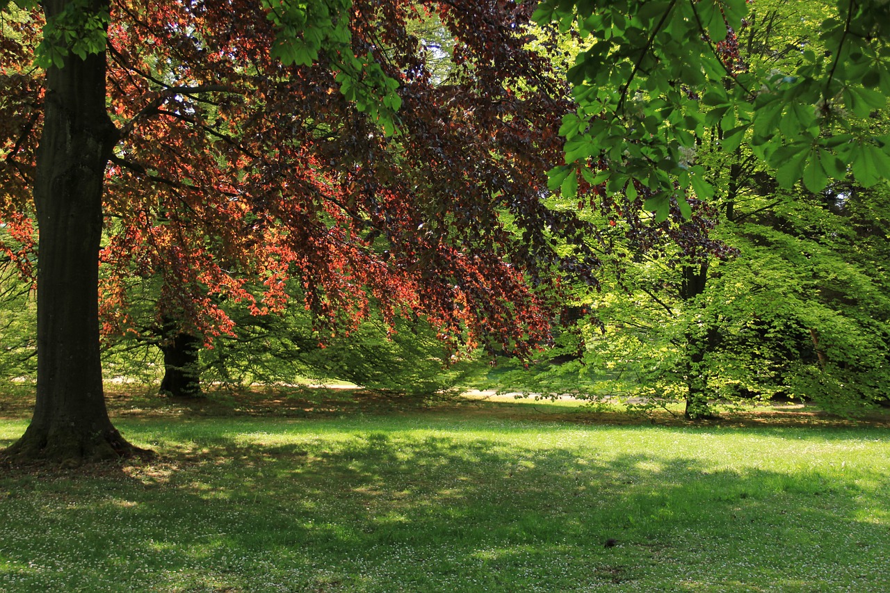 trees leaves park free photo