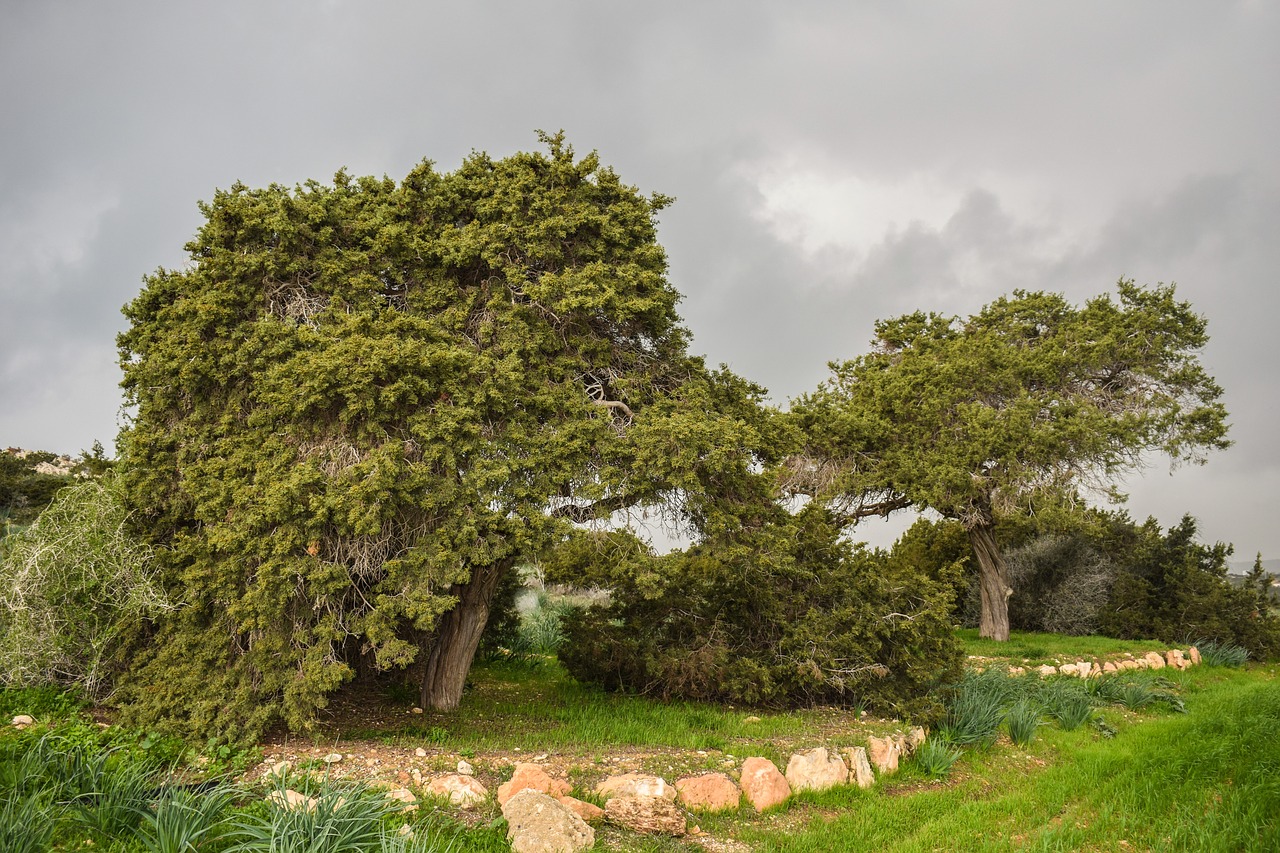 trees meadow landscape free photo