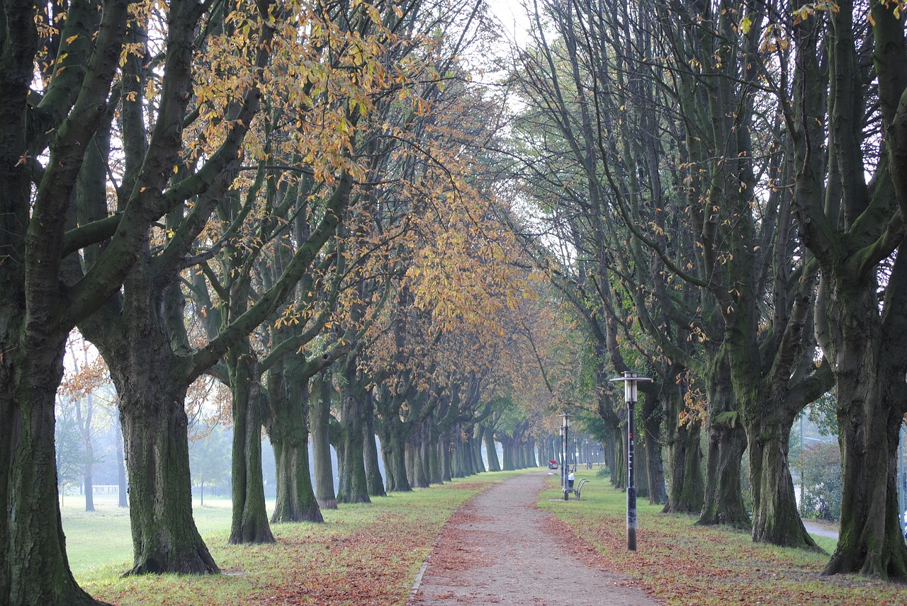 trees tunnel nature free photo