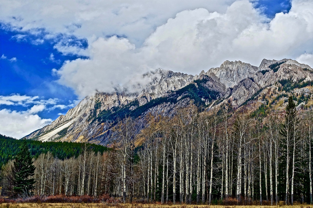 trees mountains forest free photo