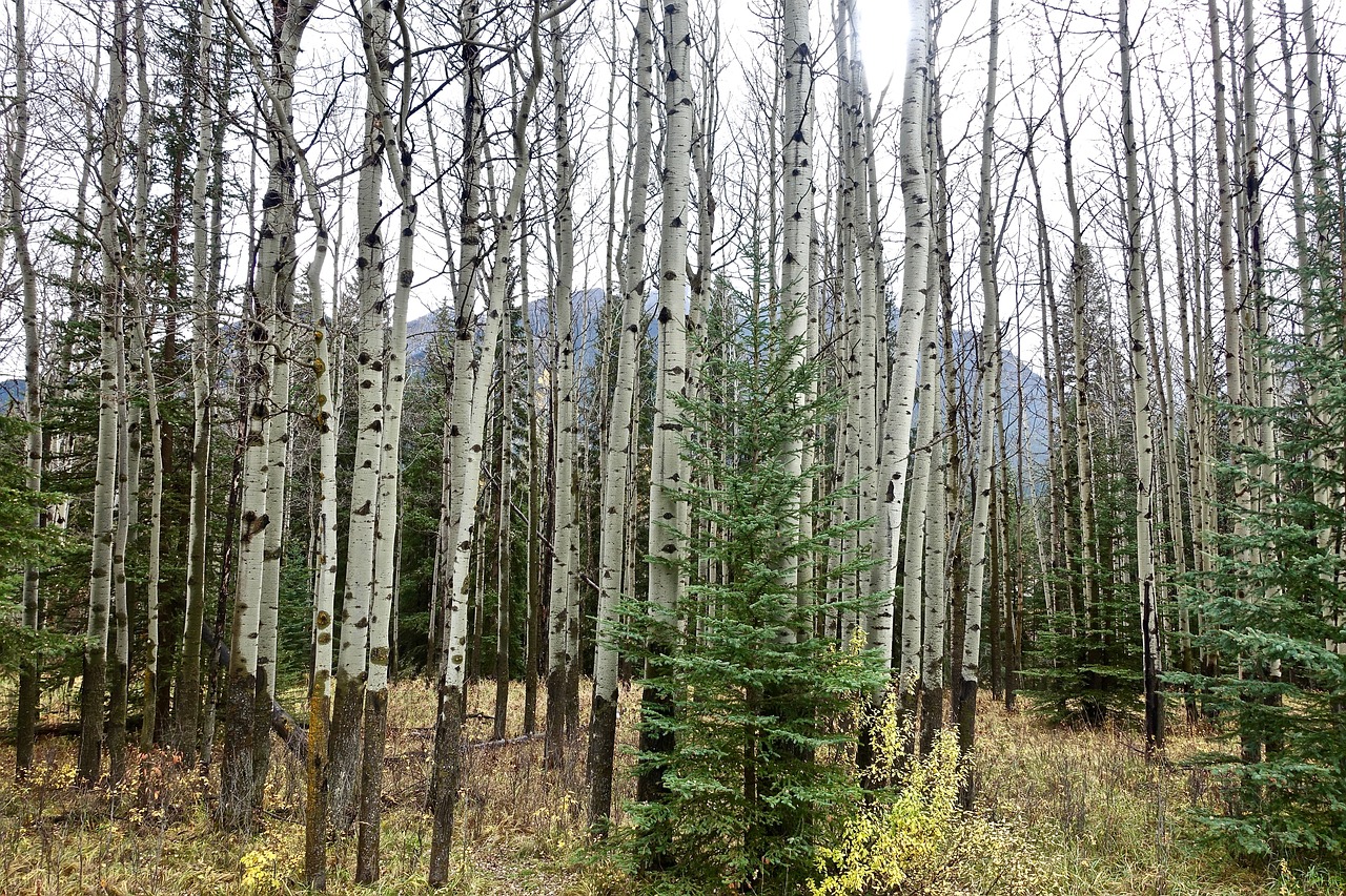 trees birch forest free photo