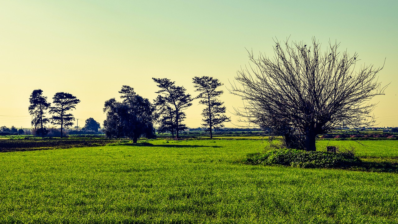 trees meadow landscape free photo