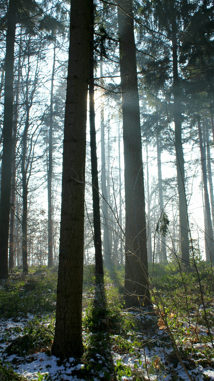 trees light beam fog free photo