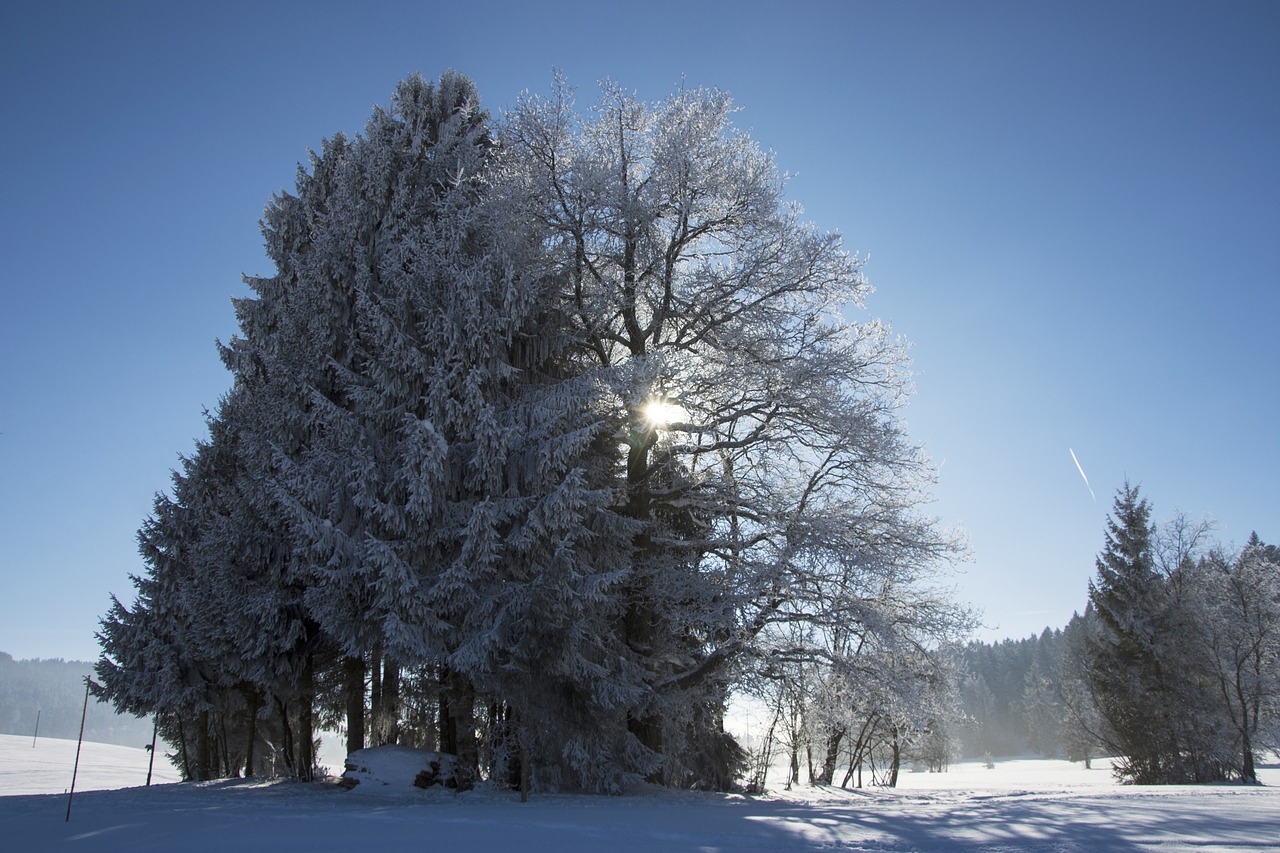 trees snow frost free photo