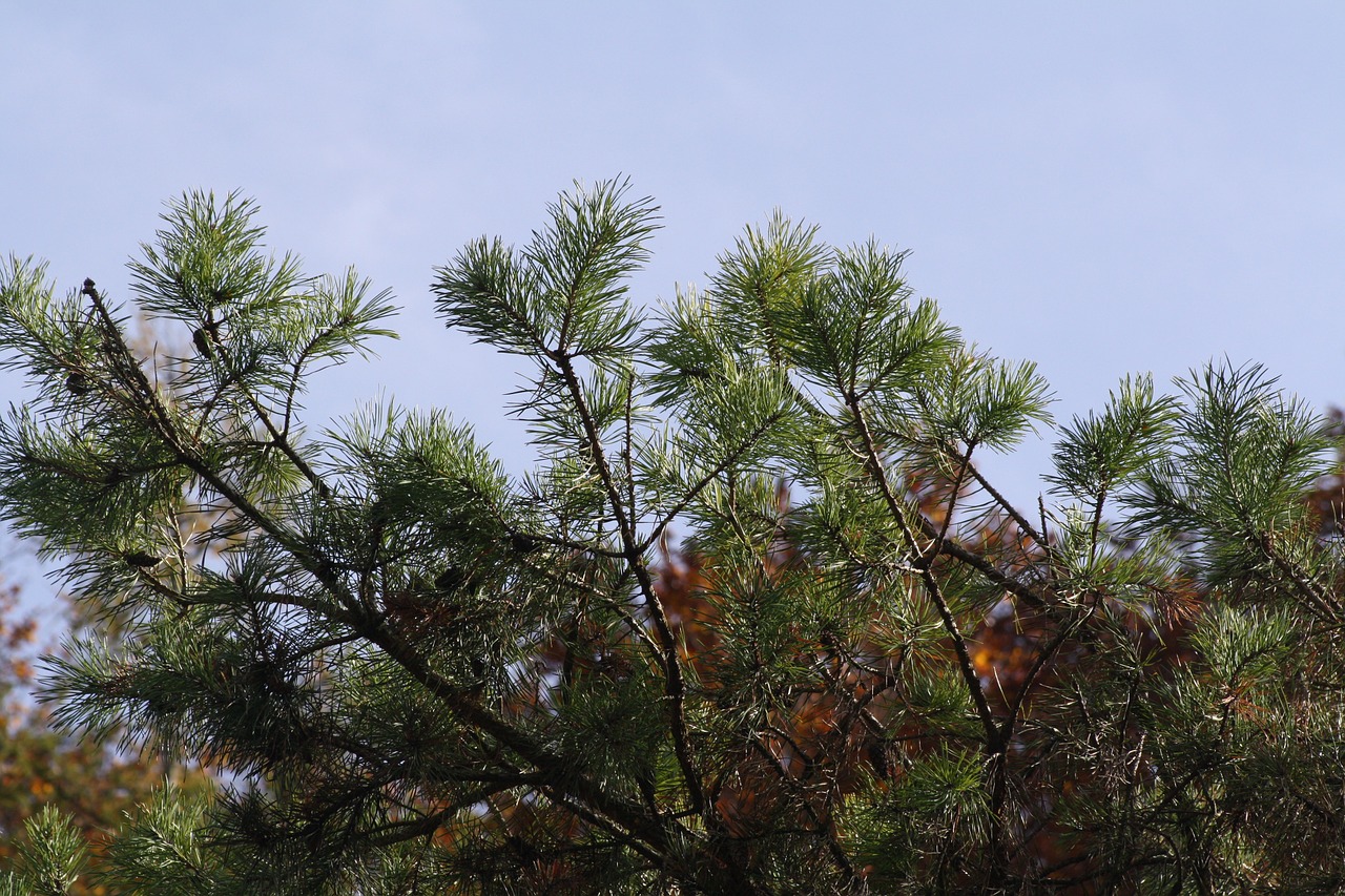 trees autumn yellow free photo