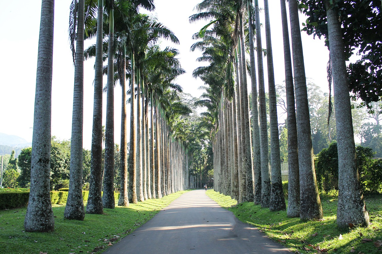 trees palms roads free photo